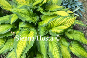 Hosta 'Amalia'