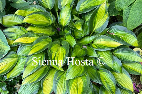 Hosta 'June Spirit'