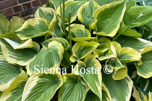 Hosta 'Final Victory'