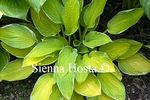 Hosta 'Hasta Manana'