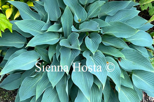 Hosta 'Deane's Dream'