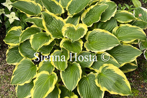 Hosta 'Minnesota Wild'