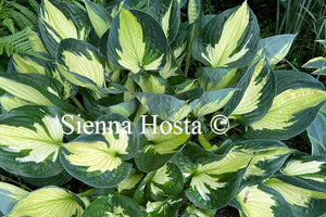 Hosta 'Whirlwind'