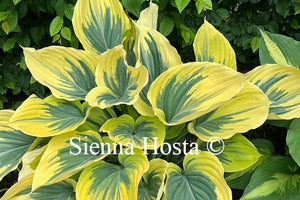 Hosta 'Liberty'