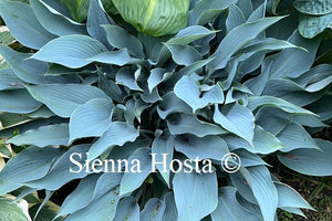 Hosta 'Dewed Steel'