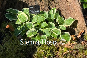 Hosta 'Baby Booties'