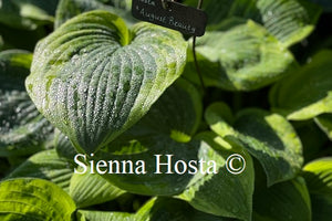 Hosta 'August Beauty'