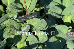 Hosta 'Blue Mouse Ears'