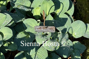 Hosta 'Blue Mouse Ears'