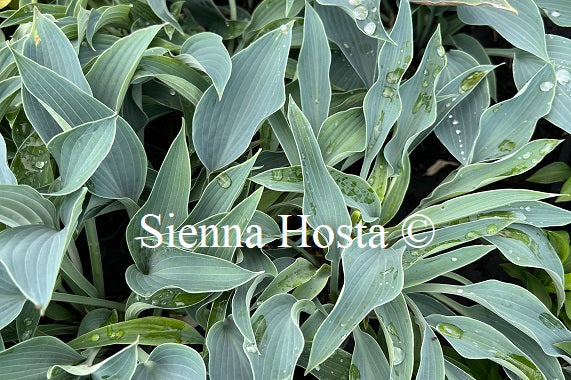 Hosta 'Purple Verticulated Elf'