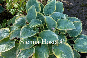 Hosta 'Lakeside Rhapsody'