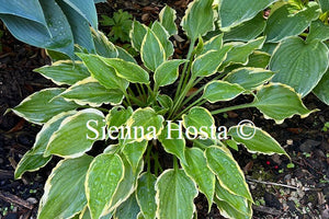 Hosta 'Tea at Betty's'