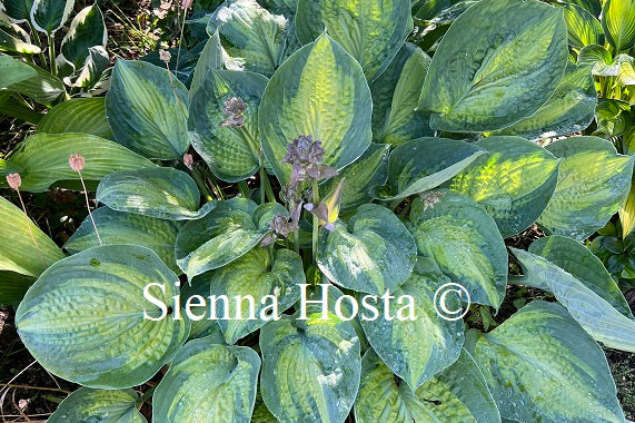 Hosta 'Alligator Alley'