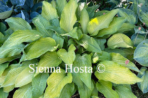 Hosta 'Funky Monkey'