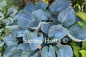 Hosta 'Love Pat'