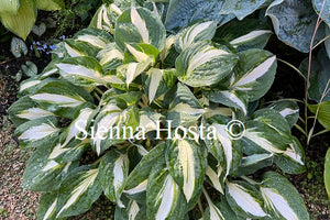 Hosta 'Vulcan'