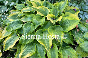 Hosta 'One Last Dance'