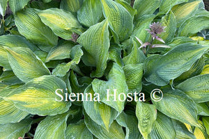 Hosta 'High Voltage'