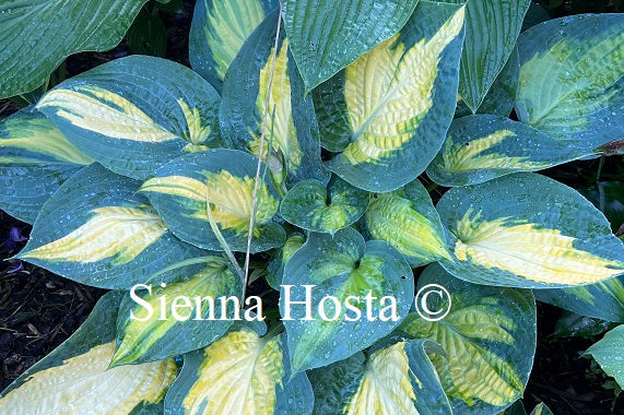 Hosta 'Forbidden Fruit'