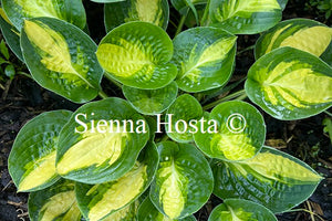 Hosta 'Warwick Comet'