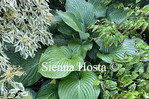 Hosta 'Lakeside Maverick'