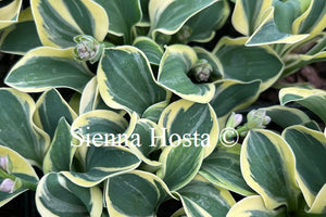 Hosta 'Mighty Mouse'