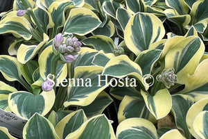 Hosta 'Mighty Mouse'