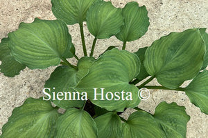 Hosta 'Hampton Storm'