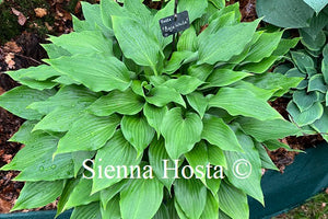 Hosta 'Baja White'