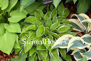 Hosta 'Iced Lemon'