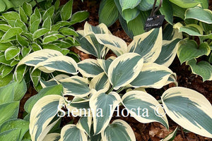 Hosta 'Firn Line'