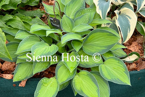 Hosta 'Goldrush'