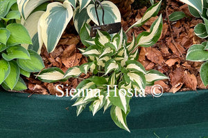 Hosta 'Hideout'