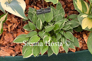 Hosta 'Allan P McConnell'