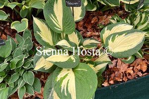 Hosta 'Pathfinder'