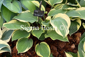 Hosta 'Tambourine'