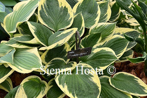 Hosta 'Independence'