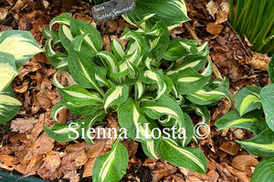 Hosta 'Twisted Spearmint'