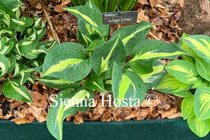 Hosta 'Woop Woop'