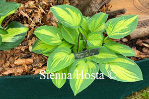 Hosta 'Light of Day'