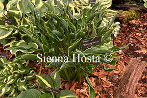 Hosta 'Praying Hands'