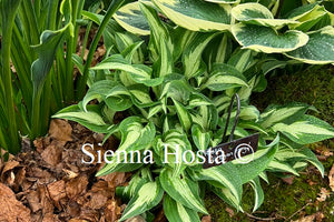 Hosta 'Allegan Fog'