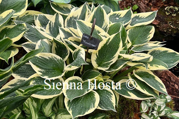 Hosta 'Minuteman'