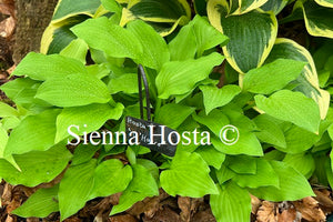 Hosta 'O'Harra'