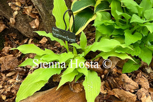 Hosta 'Wiggles and Squiggles'