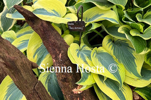 Hosta 'Ben Vernooij'