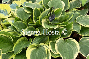 Hosta 'Torchlight'