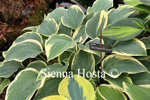 Hosta 'Goldbrook Glamour'