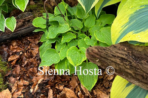 Hosta 'Ilicit Affair'