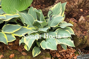 Hosta 'Poker'